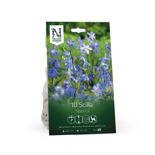 Rysk Blåstjärna, Scilla