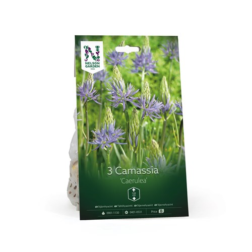 Stjärnhyacint, Camassia, Caerulea