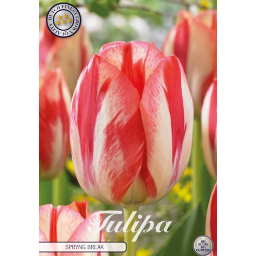 Tulpan, Triumf, Spring Break