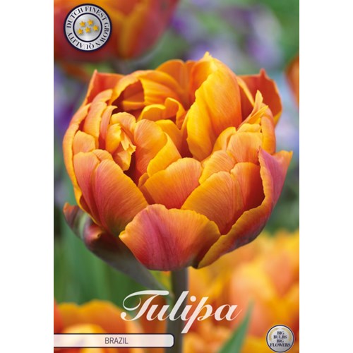 Tulpan, Sen dubbel, Brazil