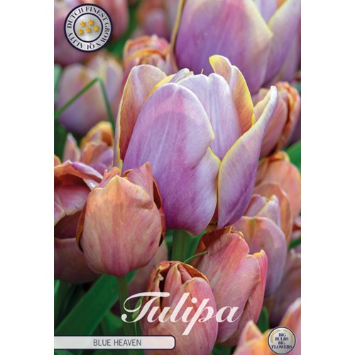 Tulpan, Flerblommig, Blue Heaven