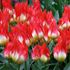 Tulpan, Fosteriana, Flames Mystery