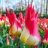 Tulpan, Fosteriana, Flames Mystery