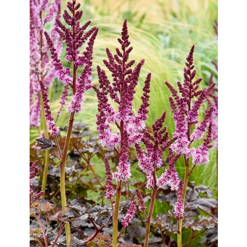 Astilbe, Dark side of the moon