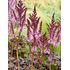 Astilbe, Dark side of the moon