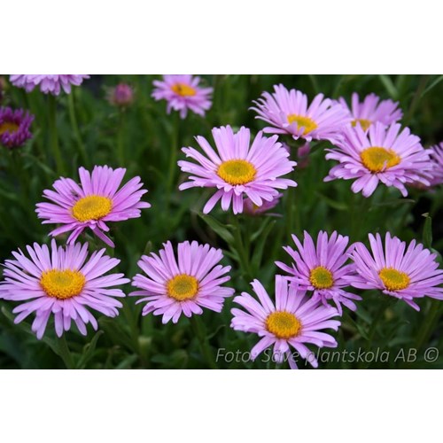 Aster, Alpaster, Happy End