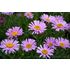 Aster, Alpaster, Happy End