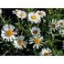 Aster, Alpaster, Albus
