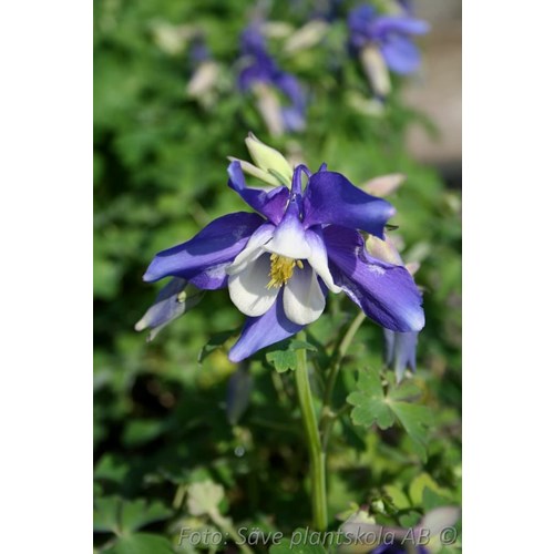 Akleja, Magic blue