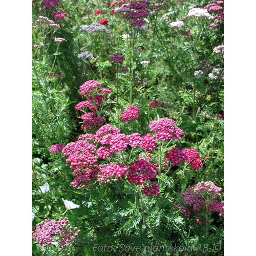 Röllika, Cerise Queen