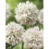 Allium, Graceful Beauty