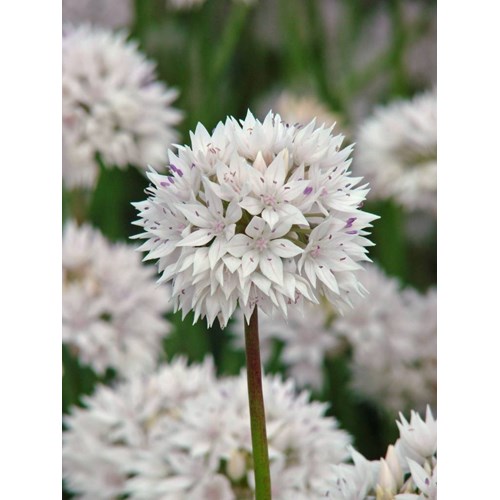Allium, Graceful Beauty