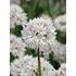 Allium, Graceful Beauty