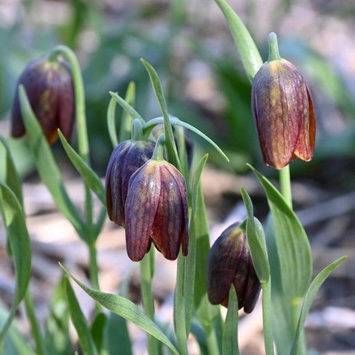 Klocklilja, Fritillaria Davisii