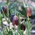 Klocklilja, Fritillaria Davisii
