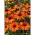 Solhatt, SunSeekers Clementine