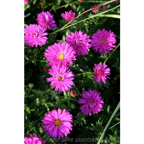 Aster, Oktoberaster, Starlight