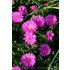 Aster, Oktoberaster, Starlight