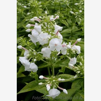 Flox