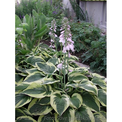 Funkia, Hosta, Wide Brim